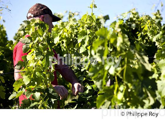 RELEVAGE MANUEL  DE  LA VIGNE EN ETE ,  AOC MONTAGNE SAINT-EMILION, VIGNOBLE DE BORDEAUX,  GIRONDE. (33V44301.jpg)