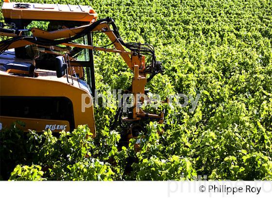 EFFEUILLAGE MECANIQUE DE  LA VIGNE EN ETE ,  AOC MONTAGNE SAINT-EMILION, VIGNOBLE DE BORDEAUX,  GIRONDE. (33V44305.jpg)