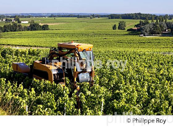 EFFEUILLAGE MECANIQUE DE  LA VIGNE EN ETE ,  AOC MONTAGNE SAINT-EMILION, VIGNOBLE DE BORDEAUX,  GIRONDE. (33V44308.jpg)