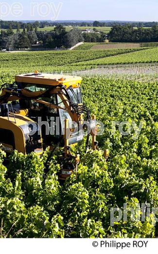 EFFEUILLAGE MECANIQUE DE  LA VIGNE EN ETE ,  AOC MONTAGNE SAINT-EMILION, VIGNOBLE DE BORDEAUX,  GIRONDE. (33V44310.jpg)