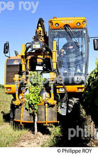 EFFEUILLAGE MECANIQUE DE  LA VIGNE EN ETE ,  AOC MONTAGNE SAINT-EMILION, VIGNOBLE DE BORDEAUX,  GIRONDE. (33V44314.jpg)