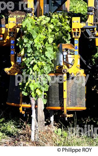 EFFEUILLAGE MECANIQUE DE  LA VIGNE EN ETE ,  AOC MONTAGNE SAINT-EMILION, VIGNOBLE DE BORDEAUX,  GIRONDE. (33V44315.jpg)