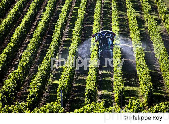PULVERISATEUR ET TRAITEMENT DE LA VIGNE EN ETE, , VIGNOBLE DE BORDEAUX,  GIRONDE. (33V44336.jpg)