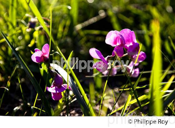 ORCHIDEE SAUVAGE DANS LA VIGNE,  VIGNOBLE DE BORDEAUX,  GIRONDE. (33V44337.jpg)