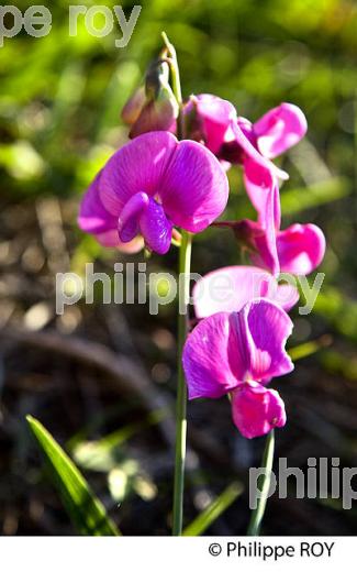 ORCHIDEE SAUVAGE DANS LA VIGNE,  VIGNOBLE DE BORDEAUX,  GIRONDE. (33V44339.jpg)
