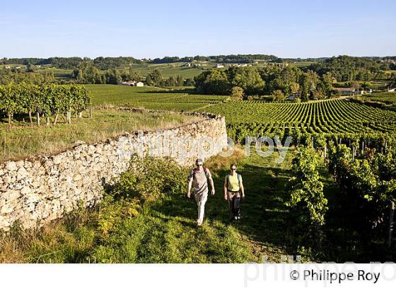 RANDONNEE PEDESTRE DANS LES VIGNES ,  OENOTOURISME, AOC MONTAGNE SAINT-EMILION, VIGNOBLE DE BORDEAUX,  GIRONDE. (33V44413.jpg)