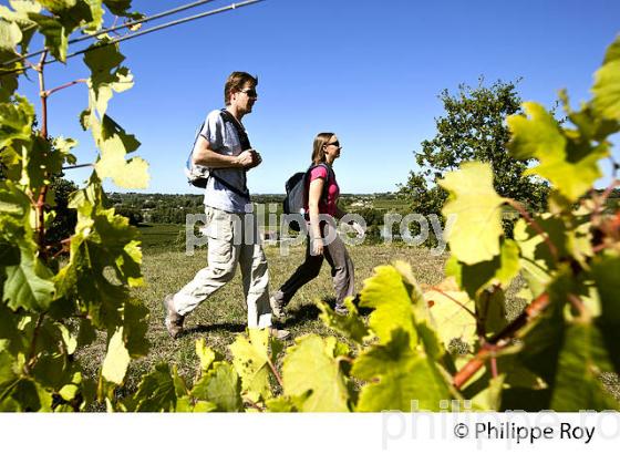 RANDONNEE PEDESTRE DANS LES VIGNES ,  OENOTOURISME, AOC MONTAGNE SAINT-EMILION, VIGNOBLE DE BORDEAUX,  GIRONDE. (33V44418.jpg)