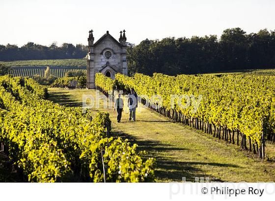 RANDONNEE PEDESTRE DANS LES VIGNES ,  OENOTOURISME, AOC MONTAGNE SAINT-EMILION, VIGNOBLE DE BORDEAUX,  GIRONDE. (33V44420.jpg)