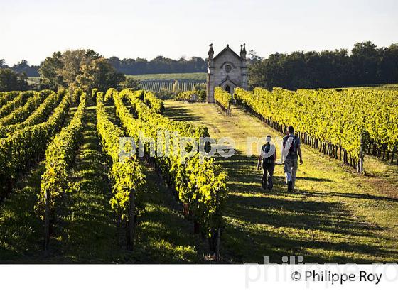 RANDONNEE PEDESTRE DANS LES VIGNES ,  OENOTOURISME, AOC MONTAGNE SAINT-EMILION, VIGNOBLE DE BORDEAUX,  GIRONDE. (33V44422.jpg)