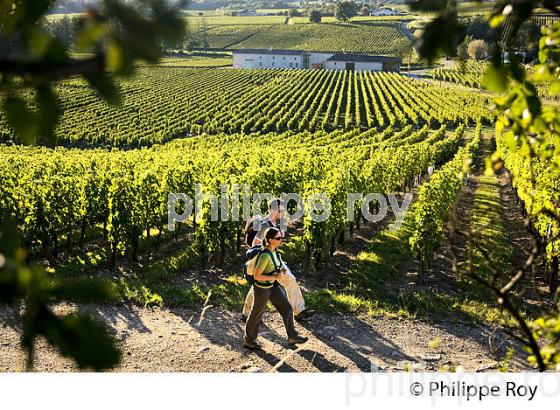 RANDONNEE PEDESTRE DANS LES VIGNES ,  OENOTOURISME, AOC MONTAGNE SAINT-EMILION, VIGNOBLE DE BORDEAUX,  GIRONDE. (33V44425.jpg)