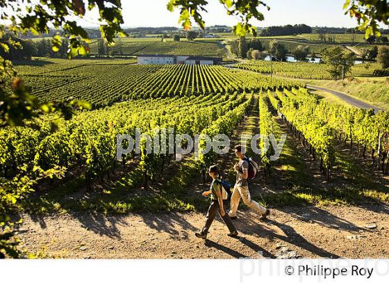 RANDONNEE PEDESTRE DANS LES VIGNES ,  OENOTOURISME, AOC MONTAGNE SAINT-EMILION, VIGNOBLE DE BORDEAUX,  GIRONDE. (33V44426.jpg)