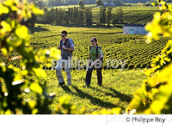 RANDONNEE PEDESTRE DANS LES VIGNES ,  OENOTOURISME, AOC MONTAGNE SAINT-EMILION, VIGNOBLE DE BORDEAUX,  GIRONDE. (33V44429.jpg)