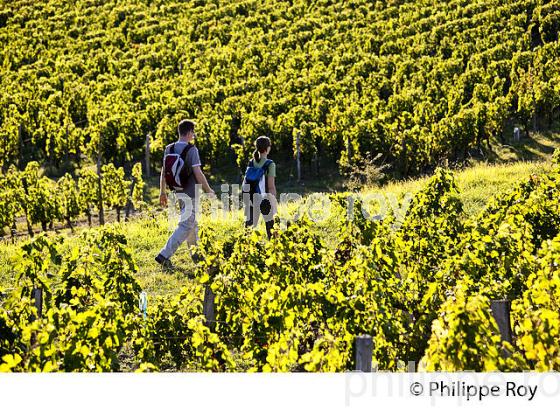 RANDONNEE PEDESTRE DANS LES VIGNES ,  OENOTOURISME, AOC MONTAGNE SAINT-EMILION, VIGNOBLE DE BORDEAUX,  GIRONDE. (33V44430.jpg)