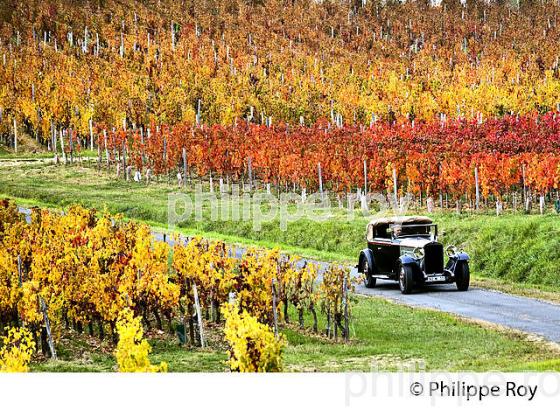 VOITURE DE COLLECTION DELAGE 1930 ET VIGNOBLE DE MONTAGNE SAINT EMILION, AUTOMNE, GIRONDE. (33V44434.jpg)