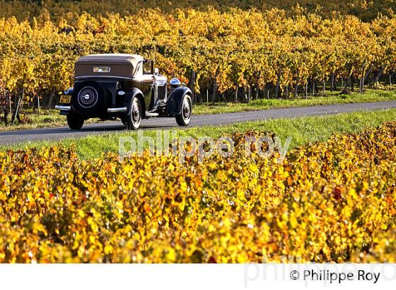 VOITURE DE COLLECTION DELAGE 1930 ET VIGNOBLE DE MONTAGNE SAINT EMILION, AUTOMNE, GIRONDE. (33V44534.jpg)