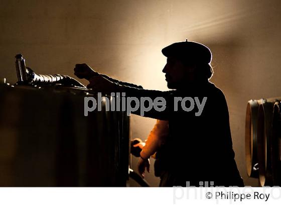 ENTONNAGE VIN EN  BARRIQUES,  CHATEAU FRANC BAUDRON,    AOC  MONTAGNE SAINT-EMILION, MONTAGNE, GIRONDE (33V44702.jpg)