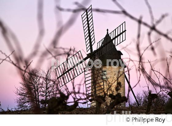 MOULIN DE CALON, VIGNE EN HIVER, VIGNOBLE DE MONTAGNE SAINT EMILION. (33V44719.jpg)