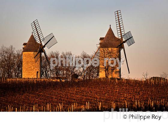 MOULIN DE CALON, VIGNE EN HIVER, VIGNOBLE DE MONTAGNE SAINT EMILION. (33V44721.jpg)