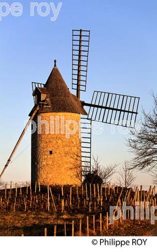 MOULIN DE CALON, VIGNE EN HIVER, VIGNOBLE DE MONTAGNE SAINT EMILION. (33V44725.jpg)