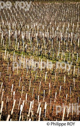 PAYSAGE VITICOLE EN HIVER,  VIGNOBLE  AOC  MONTAGNE SAINT-EMILION,    GIRONDE, AQUITAINE. (33V44808.jpg)