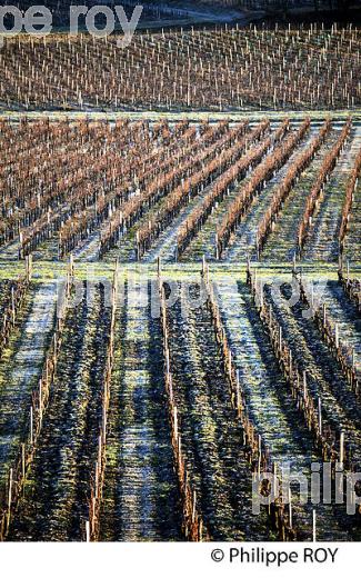 PAYSAGE VITICOLE EN HIVER,  VIGNOBLE  AOC  MONTAGNE SAINT-EMILION,    GIRONDE, AQUITAINE. (33V44812.jpg)
