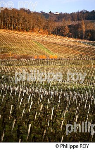 PAYSAGE VITICOLE EN HIVER,  VIGNOBLE  AOC  MONTAGNE SAINT-EMILION,    GIRONDE, AQUITAINE. (33V44814.jpg)