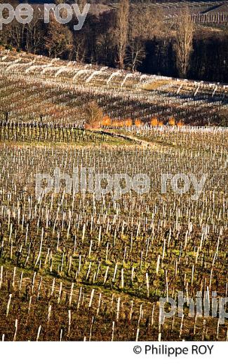 PAYSAGE VITICOLE EN HIVER,  VIGNOBLE  AOC  MONTAGNE SAINT-EMILION,    GIRONDE, AQUITAINE. (33V44815.jpg)