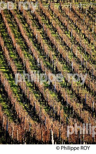PAYSAGE VITICOLE EN HIVER,  VIGNOBLE  AOC  MONTAGNE SAINT-EMILION,    GIRONDE, AQUITAINE. (33V44816.jpg)