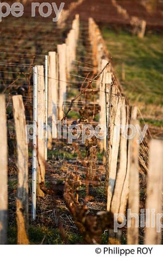 PAYSAGE VITICOLE EN HIVER,  VIGNOBLE  AOC  MONTAGNE SAINT-EMILION,    GIRONDE, AQUITAINE. (33V44819.jpg)