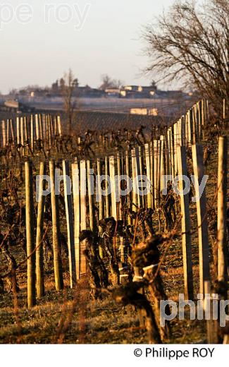 PAYSAGE VITICOLE EN HIVER,  VIGNOBLE  AOC  MONTAGNE SAINT-EMILION,    GIRONDE, AQUITAINE. (33V44820.jpg)