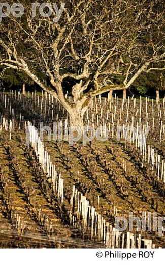 PAYSAGE VITICOLE EN HIVER,  VIGNOBLE  AOC  MONTAGNE SAINT-EMILION,    GIRONDE, AQUITAINE. (33V44823.jpg)