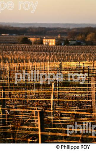 PAYSAGE VITICOLE EN HIVER,  VIGNOBLE  AOC  MONTAGNE SAINT-EMILION,    GIRONDE, AQUITAINE. (33V44824.jpg)
