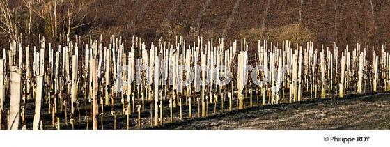 PALISSAGE  DE LA VIGNE EN HIVER, VIGNOBLE  AOC  MONTAGNE SAINT-EMILION,   GIRONDE, AQUITAINE. (33V44827.jpg)