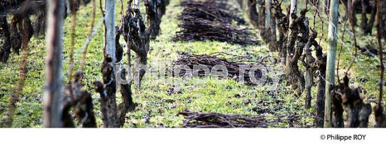 TRAVAIL DE LA VIGNE EN HIVER, VIGNOBLE  AOC  MONTAGNE SAINT-EMILION, GIRONDE, AQUITAINE. (33V44834.jpg)