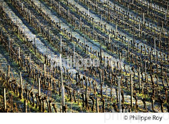 PAYSAGE VITICOLE EN HIVER,  VIGNOBLE  AOC  MONTAGNE SAINT-EMILION,    GIRONDE, AQUITAINE. (33V44837.jpg)