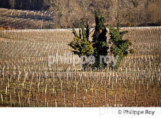 PAYSAGE VITICOLE EN HIVER,  VIGNOBLE  AOC  MONTAGNE SAINT-EMILION,    GIRONDE, AQUITAINE. (33V44908.jpg)