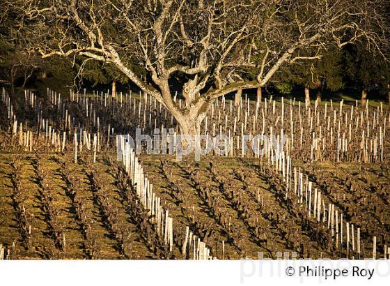 PAYSAGE VITICOLE EN HIVER,  VIGNOBLE  AOC  MONTAGNE SAINT-EMILION,    GIRONDE, AQUITAINE. (33V44909.jpg)