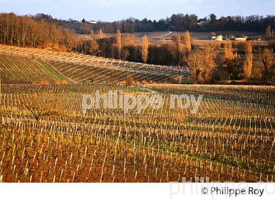 PAYSAGE VITICOLE EN HIVER,  VIGNOBLE  AOC  MONTAGNE SAINT-EMILION,    GIRONDE, AQUITAINE. (33V44915.jpg)