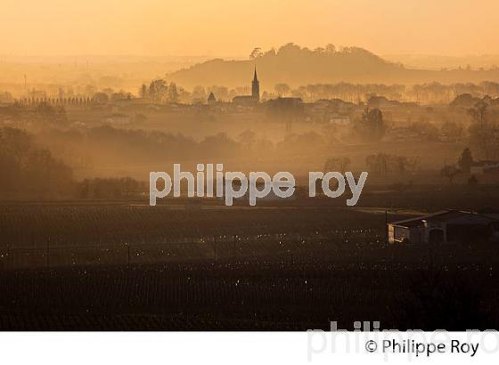 PAYSAGE VITICOLE EN HIVER,  VIGNOBLE  AOC  POMEROL,  VALLEE DE LA DORDOGNE,  GIRONDE, AQUITAINE. (33V44920.jpg)