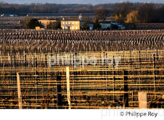 PAYSAGE VITICOLE EN HIVER,  VIGNOBLE  AOC  MONTAGNE SAINT-EMILION,    GIRONDE, AQUITAINE. (33V44921.jpg)