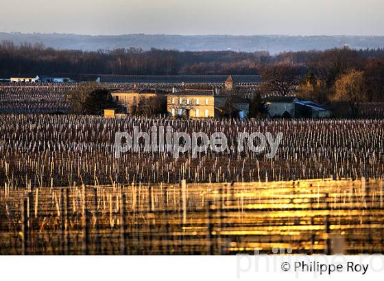 PAYSAGE VITICOLE EN HIVER,  VIGNOBLE  AOC  MONTAGNE SAINT-EMILION,    GIRONDE, AQUITAINE. (33V44922.jpg)