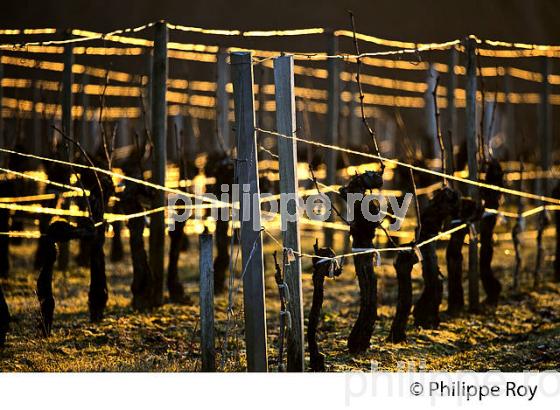 PALISSAGE  DE LA VIGNE EN HIVER, VIGNOBLE  AOC  MONTAGNE SAINT-EMILION,   GIRONDE, AQUITAINE. (33V44925.jpg)