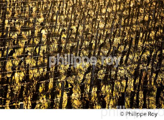 PALISSAGE  DE LA VIGNE EN HIVER, VIGNOBLE  AOC  MONTAGNE SAINT-EMILION,   GIRONDE, AQUITAINE. (33V44927.jpg)