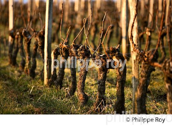 TAILLE  DE LA VIGNE EN HIVER, VIGNOBLE  AOC  MONTAGNE SAINT-EMILION,   GIRONDE, AQUITAINE. (33V44928.jpg)