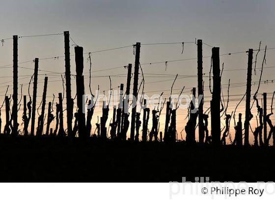 PALISSAGE  DE LA VIGNE EN HIVER, VIGNOBLE  AOC  MONTAGNE SAINT-EMILION,   GIRONDE, AQUITAINE. (33V44930.jpg)