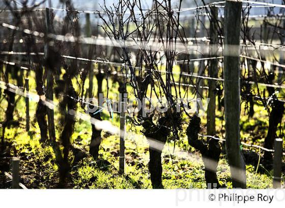 PALISSAGE  DE LA VIGNE EN HIVER, VIGNOBLE  AOC  MONTAGNE SAINT-EMILION,   GIRONDE, AQUITAINE. (33V44937.jpg)