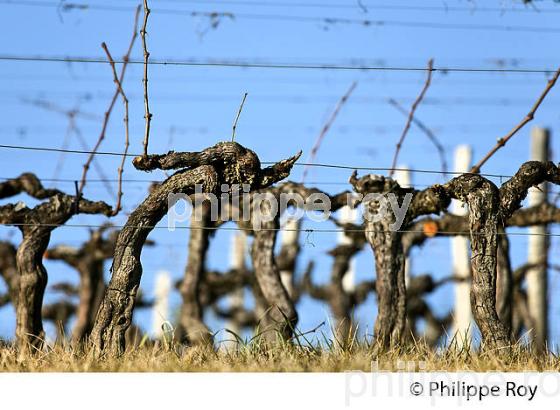 PALISSAGE  DE LA VIGNE EN HIVER, VIGNOBLE  AOC  MONTAGNE SAINT-EMILION,   GIRONDE, AQUITAINE. (33V44938.jpg)