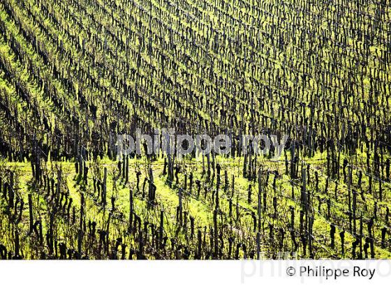 PAYSAGE VITICOLE EN HIVER,  VIGNOBLE  AOC  MONTAGNE SAINT-EMILION,    GIRONDE, AQUITAINE. (33V45001.jpg)