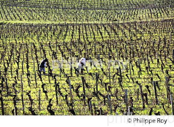 TAILLE DE LA VIGNE EN HIVER, VIGNOBLE,  AOC  MONTAGNE SAINT-EMILION, MONTAGNE, GIRONDE (33V45005.jpg)