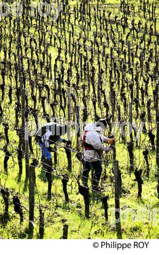 TAILLE DE LA VIGNE EN HIVER, VIGNOBLE,  AOC  MONTAGNE SAINT-EMILION, MONTAGNE, GIRONDE (33V45009.jpg)